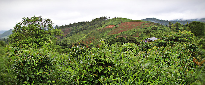 후원아동 민이 살고 있는 후엉 풍 마을은 산악 지역으로 많은 주민들이 커피를 재배하며 커피 산업에 종사하고 있다.