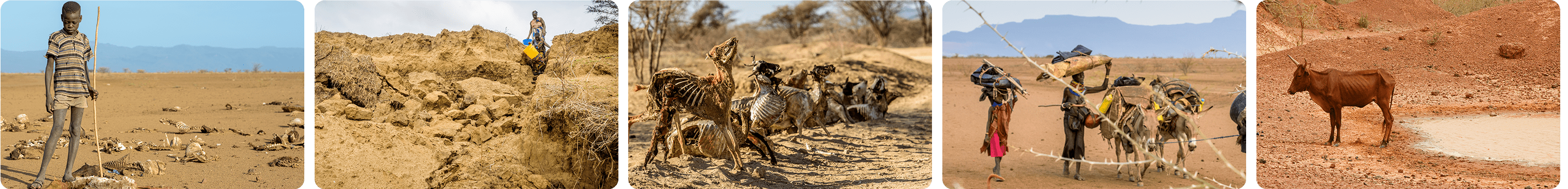 Ȳ��ȭ�� ������ī