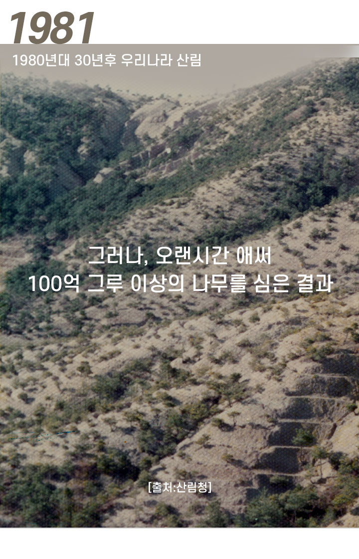 1950년대 황폐한 우리나라 산림 출처 산림청