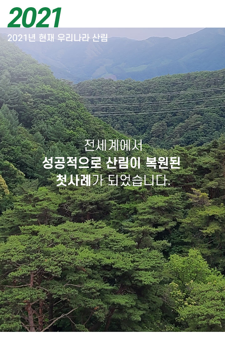 1950년대 황폐한 우리나라 산림 출처 산림청