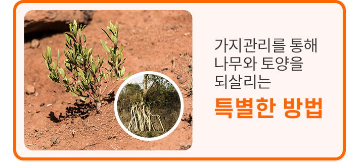 땅 속 뿌리를 찾아 큰 나무로 가꾸는 특별한 방법