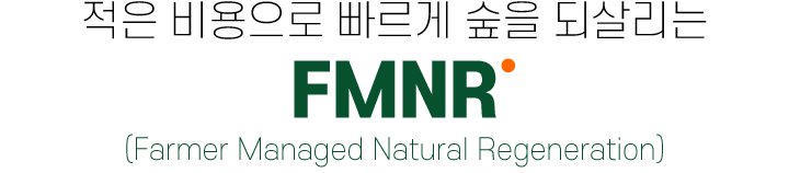 적은 비용으로 빠르게 숲을 되살리는 FMNR Farmer Managed Natural Regeneration