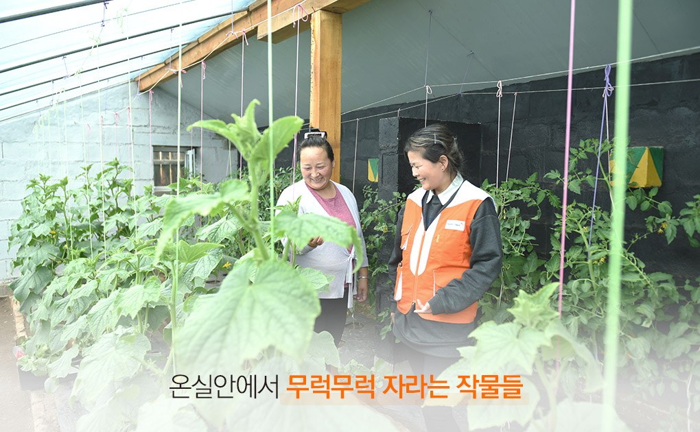 온실안에서 무럭무럭 자라는 작물들