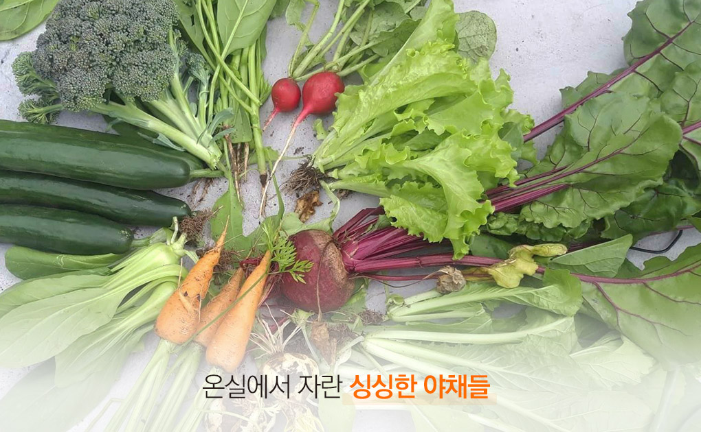 온실에서 자란 싱싱한 야채들